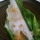 Patole recipe: Rice dumpling steamed in turmeric leaf